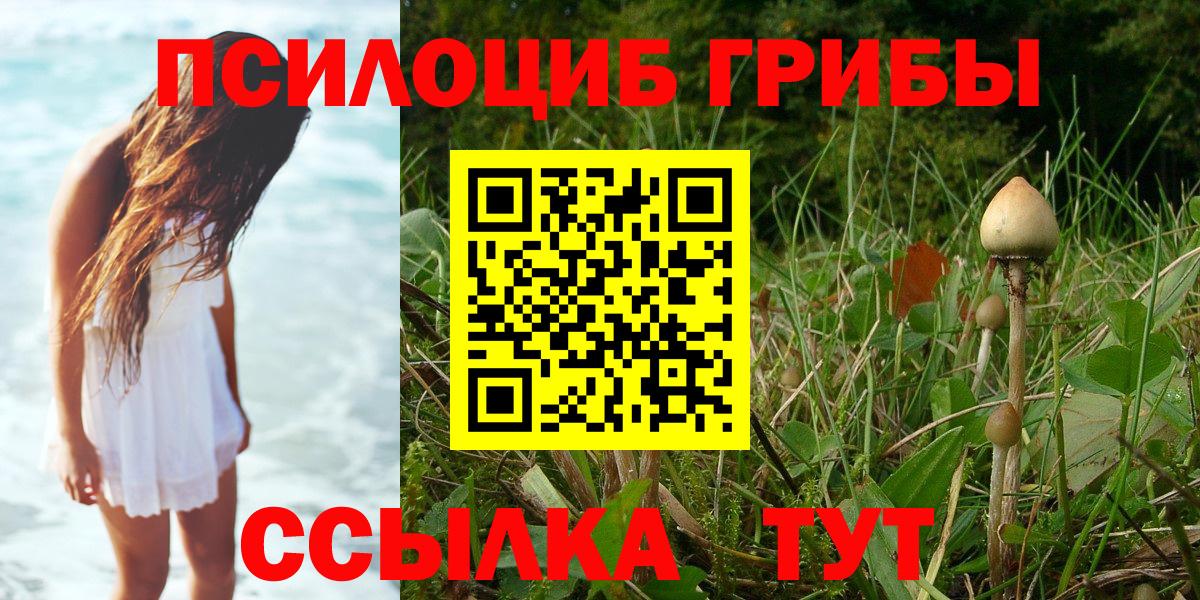 Галлюциногенные грибы Psilocybe Зеленогорск